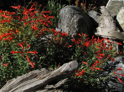 [Zauschneria-californica---Epilobium-canum.jpg]